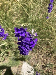 Angiospermae