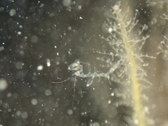 Phtisica marina
