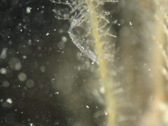 Phtisica marina