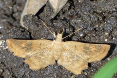 Ctenoptilum multiguttata