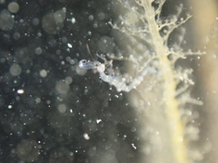Phtisica marina