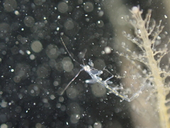 Phtisica marina