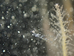 Phtisica marina