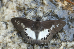 Seseria strigata