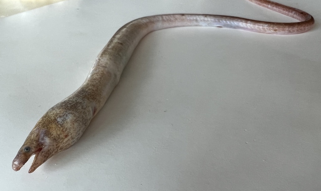 Armless snake eel (Dalophis imberbis) — Ophichthidae