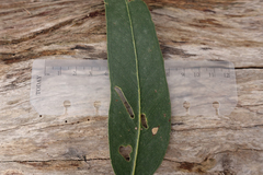 Eucalyptus globulus bicostata