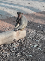 Macaca mulatta
