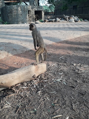 Macaca mulatta