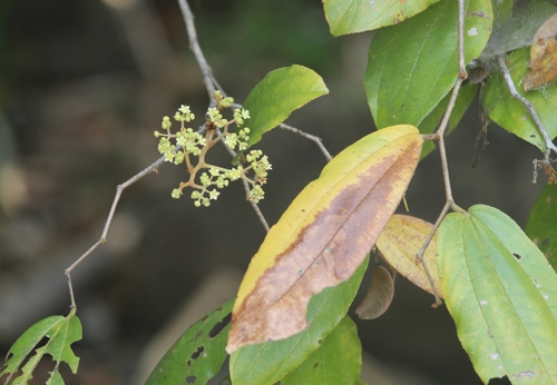 Image of Ziziphus rugosa by no rights reserved