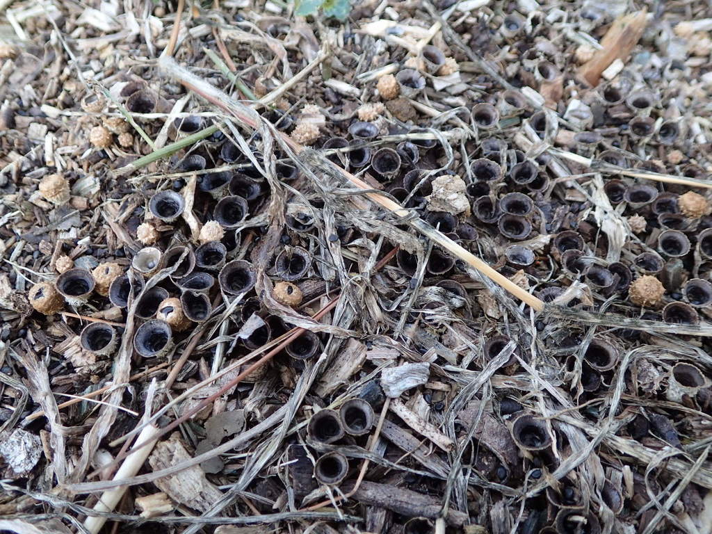 Cyathus stercoreus · October 2014 · photo: © atsushi_nakajima_cirque (iNaturalist, cc-by)
