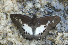 Seseria strigata