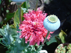 Papaver somniferum somniferum