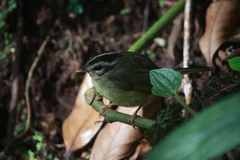 Basileuterus melanotis