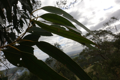 Eucalyptus globulus bicostata