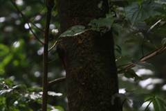 Sittasomus griseicapillus