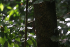 Sittasomus griseicapillus