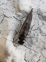 Psocodea