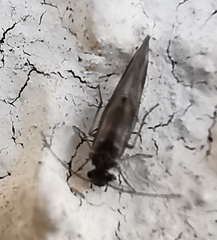 Psocodea