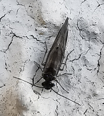 Psocodea