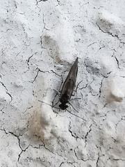 Psocodea