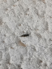 Psocodea