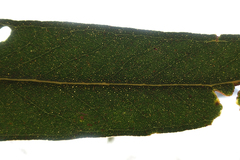 Eucalyptus globulus bicostata