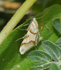 Odontiinae