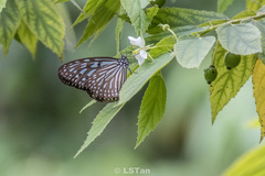Ideopsis vulgaris macrina