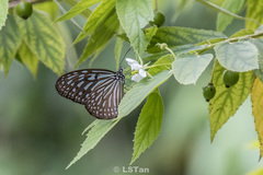 Ideopsis vulgaris macrina
