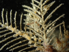Phtisica marina