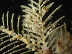 Phtisica marina