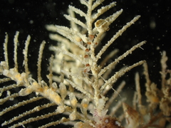 Phtisica marina