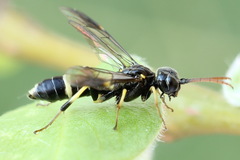 Allantus togatus