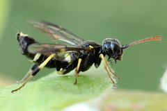 Allantus togatus