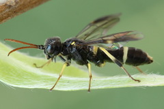 Allantus togatus