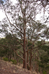 Eucalyptus globulus bicostata