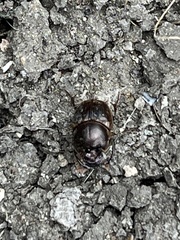 Digitonthophagus