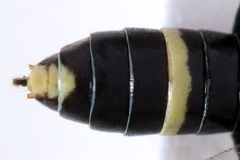 Allantus togatus