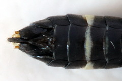 Allantus togatus