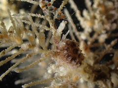 Phtisica marina