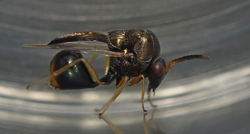 Kapala ivorensis