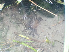 Cryptopotamon anacoluthon