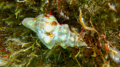 Tarantinaea lignaria