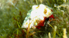 Tarantinaea lignaria