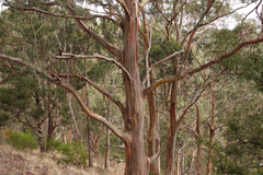 Eucalyptus globulus bicostata