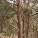 Eucalyptus bicostata - Photo (c) Wayne Martin, algunos derechos reservados (CC BY-NC), subido por Wayne Martin