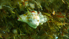 Tarantinaea lignaria