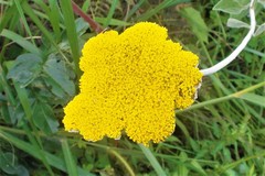 Helichrysum umbraculigerum