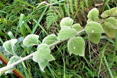Helichrysum umbraculigerum