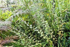 Helichrysum umbraculigerum